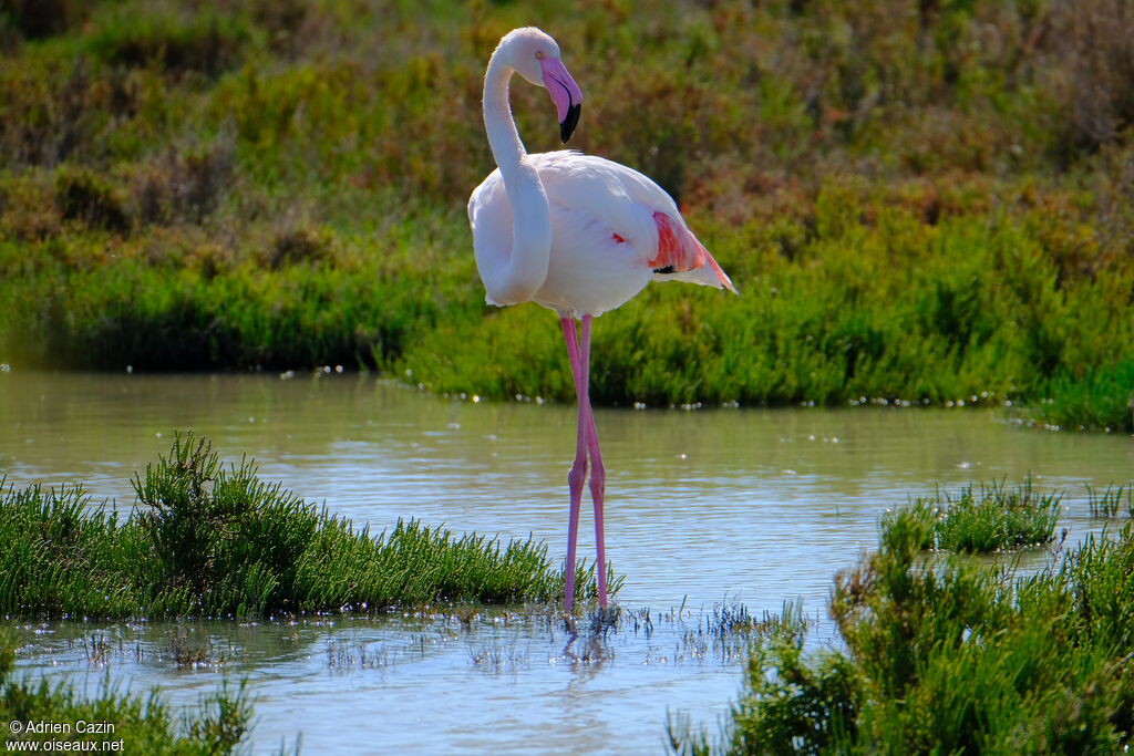 Greater Flamingoadult, identification