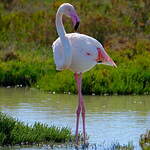 Flamant rose