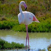 Greater Flamingo