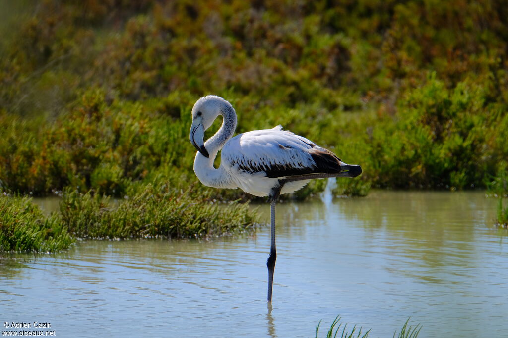 Flamant roseimmature, identification, Comportement