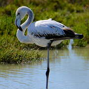 Flamant rose