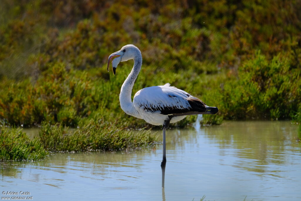 Greater Flamingoimmature, identification, song