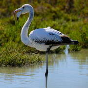 Greater Flamingo