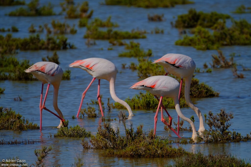 Greater Flamingoadult, eats