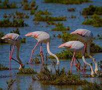 Greater Flamingo