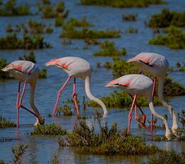 Flamant rose