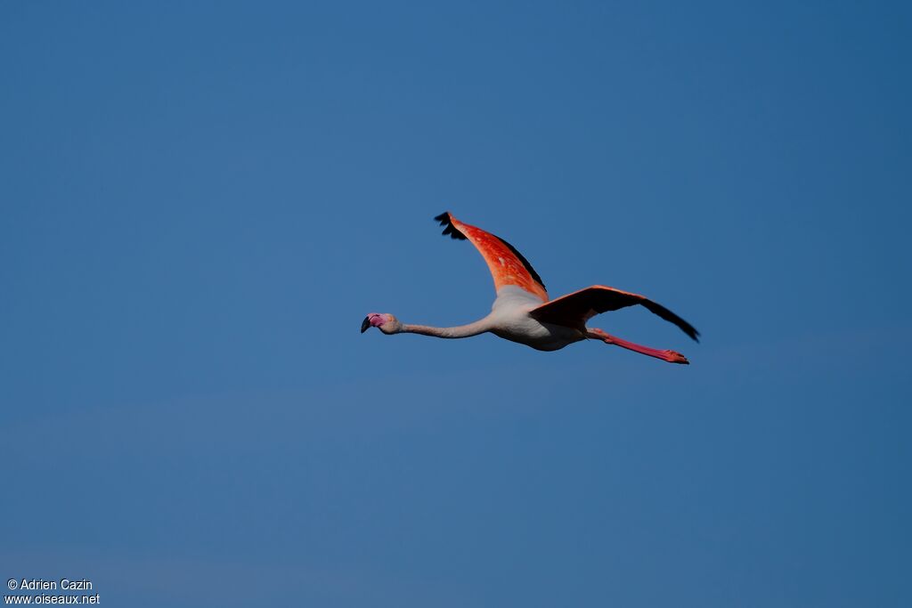 Greater Flamingoadult, Flight