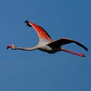 Greater Flamingo