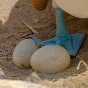 Blue-footed Booby