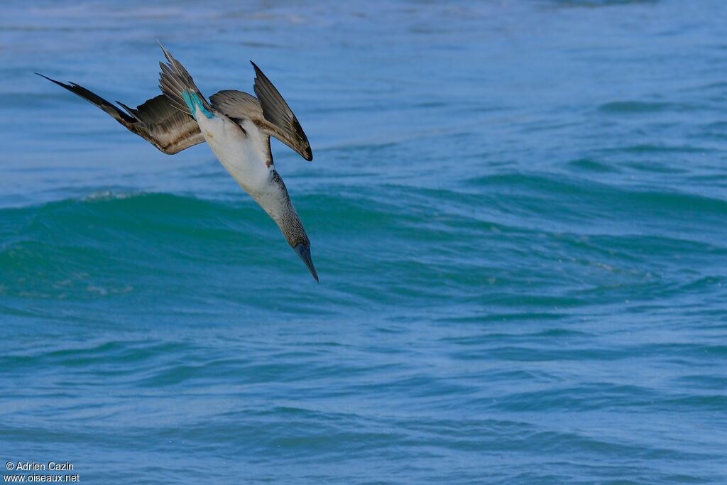 Blue-footed Boobyadult, fishing/hunting