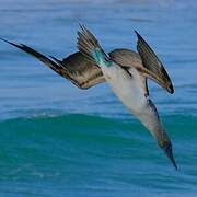 Blue-footed Booby