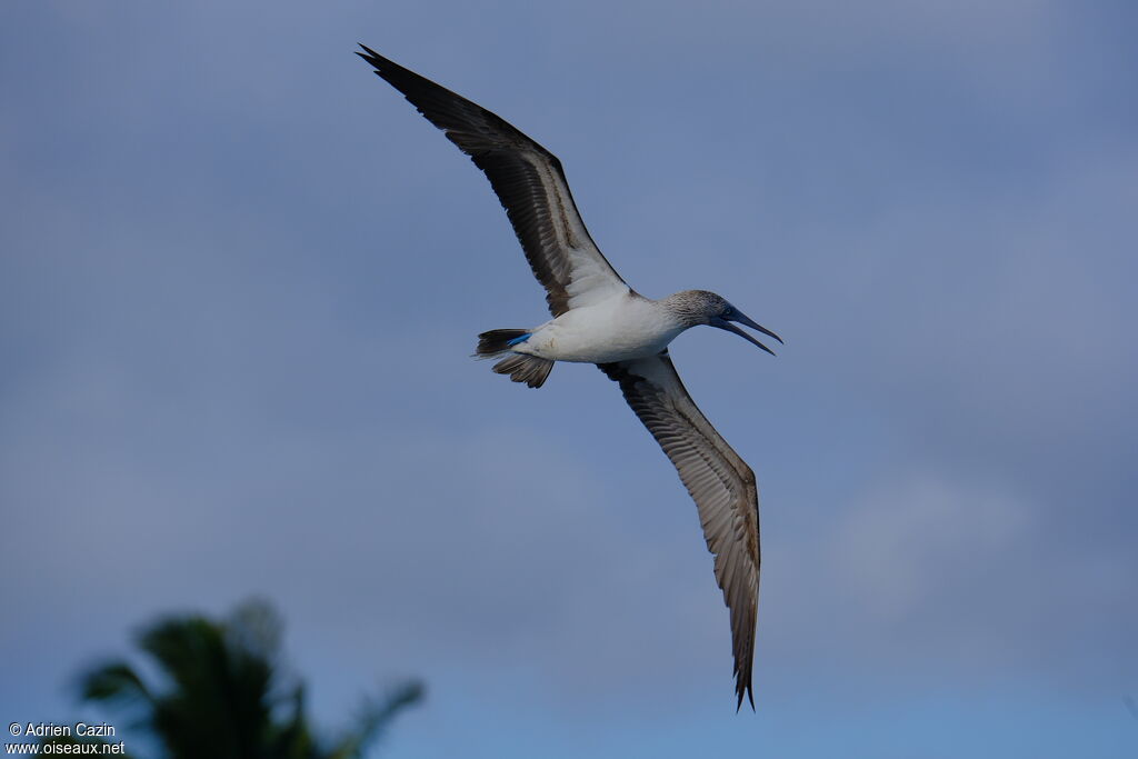 Blue-footed Boobyadult, Flight