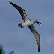 Blue-footed Booby