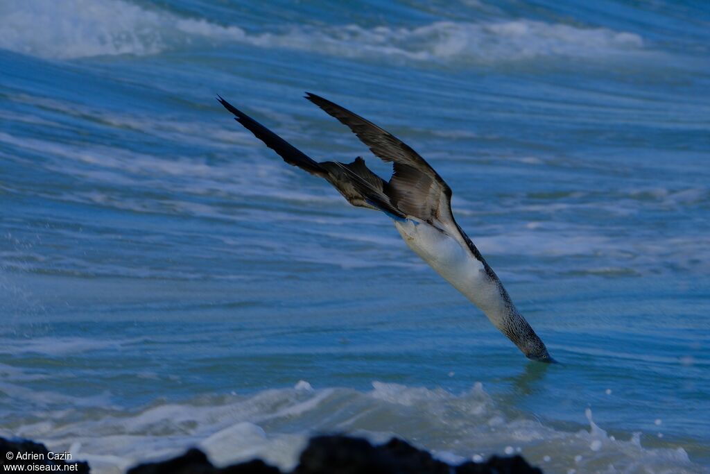 Blue-footed Boobyadult, fishing/hunting