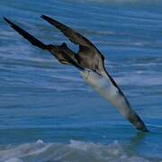 Blue-footed Booby