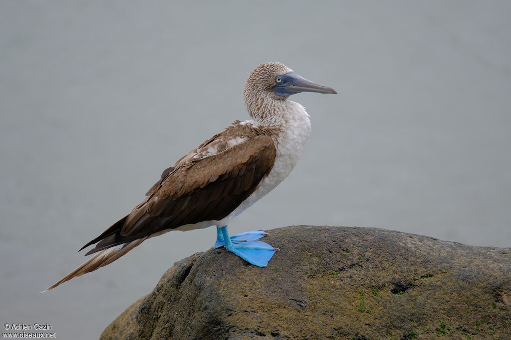 Blue-footed Boobyadult, identification