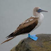 Blue-footed Booby