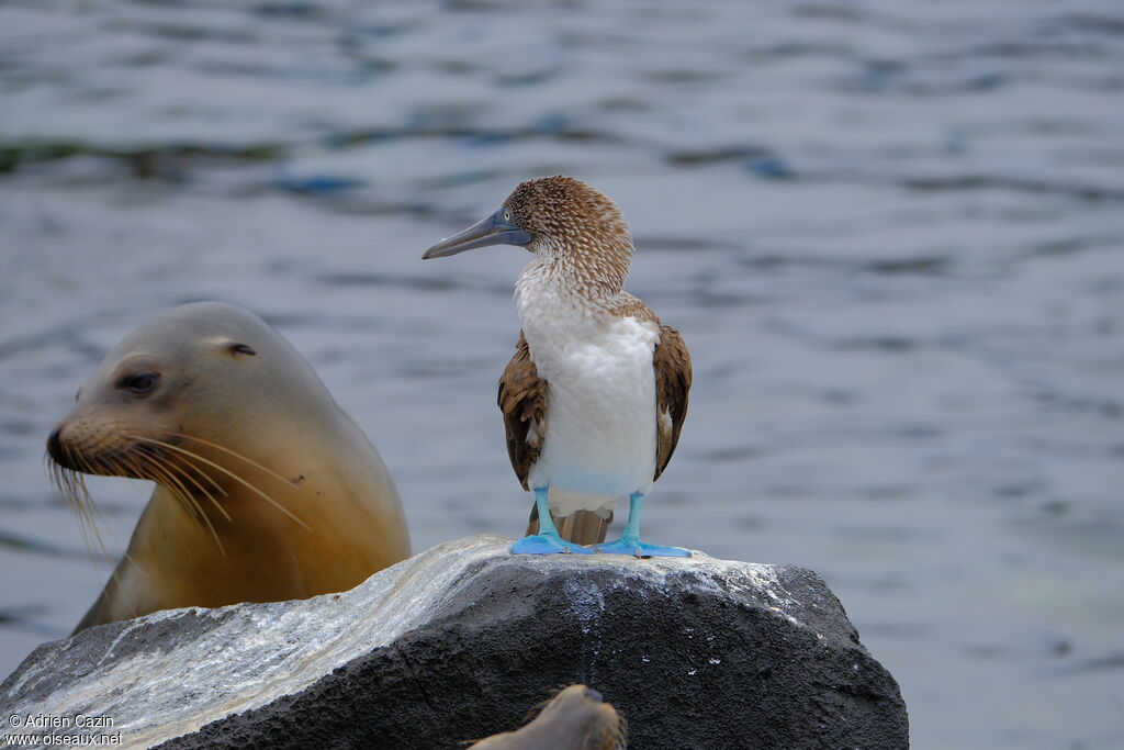 Blue-footed Boobyadult