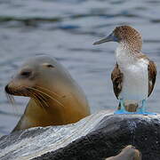 Blue-footed Booby