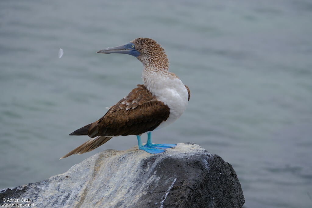 Blue-footed Boobyadult, identification, care
