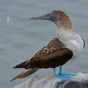 Blue-footed Booby