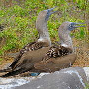 Blue-footed Booby