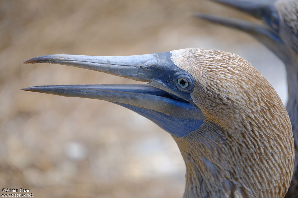Fou à pieds bleusadulte, portrait