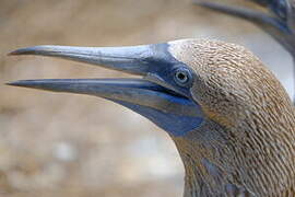 Blue-footed Booby