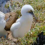 Blue-footed Booby