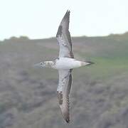 Australasian Gannet