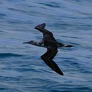 Australasian Gannet