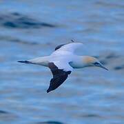 Australasian Gannet