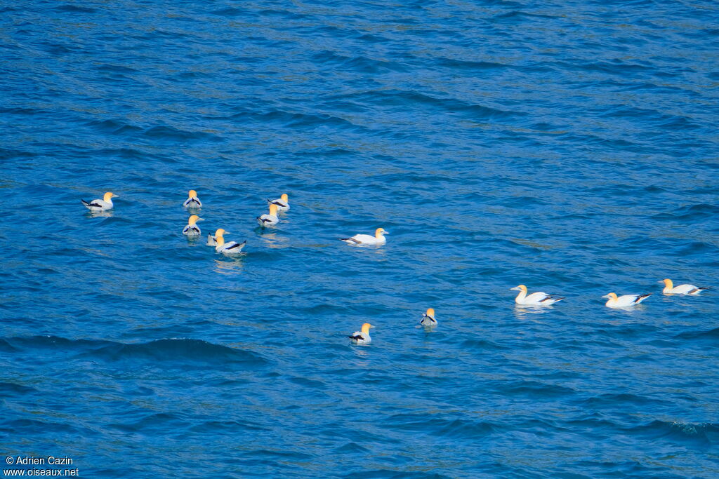 Australasian Gannet