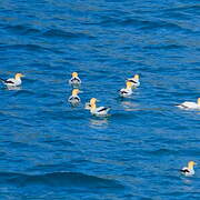 Australasian Gannet