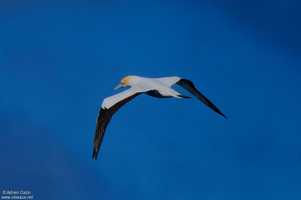 Australasian Gannetadult