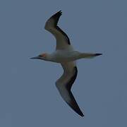 Australasian Gannet