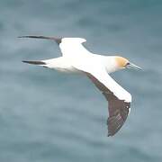 Australasian Gannet