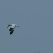 Northern Gannet