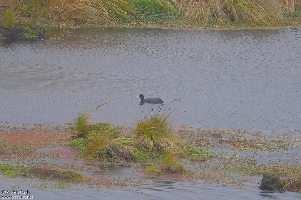 Andean Coot