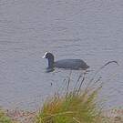 Foulque ardoisée