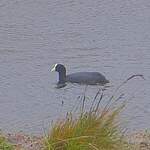 Foulque ardoisée