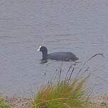 Foulque ardoisée
