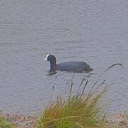 Foulque ardoisée