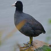 Eurasian Coot