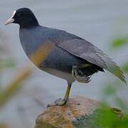 Eurasian Coot