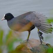Eurasian Coot