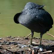 Eurasian Coot