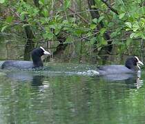 Eurasian Coot