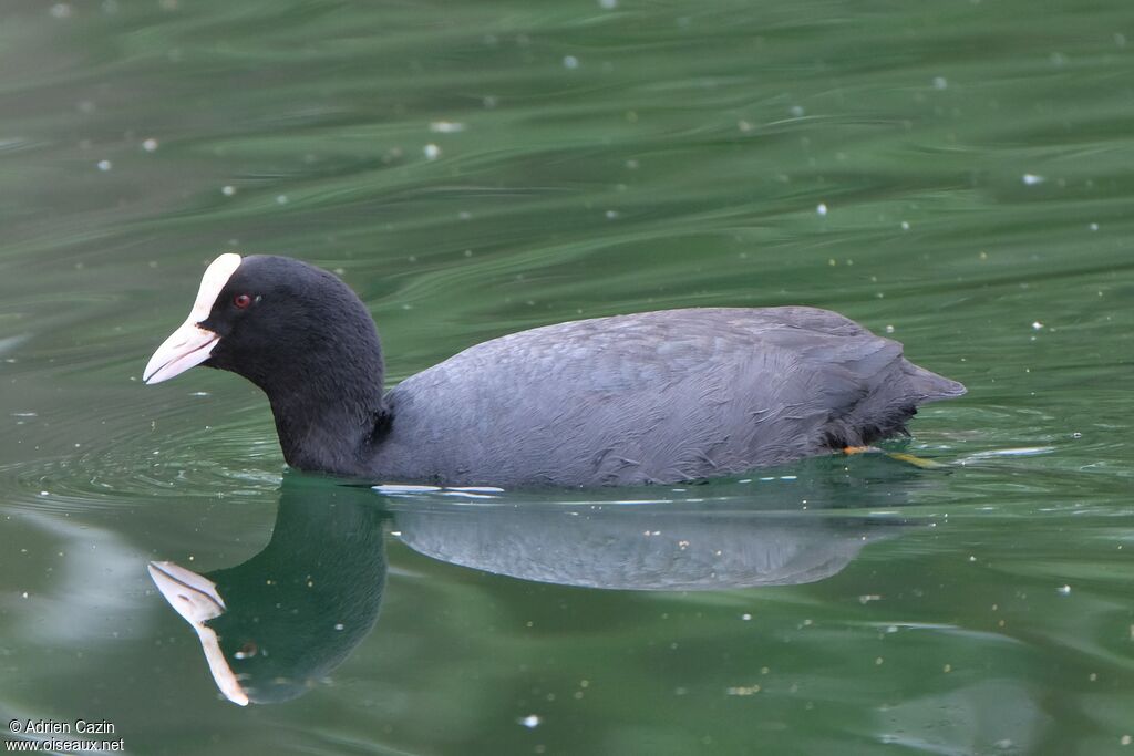 Eurasian Cootadult