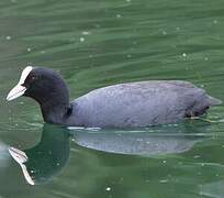 Eurasian Coot